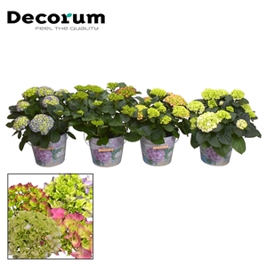 Hydrangea Bol diverse kleuren 7 - 12 kop in Bucket (Decorum)