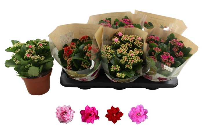 <h4>KAL GE RO GEM 4 KL</h4>