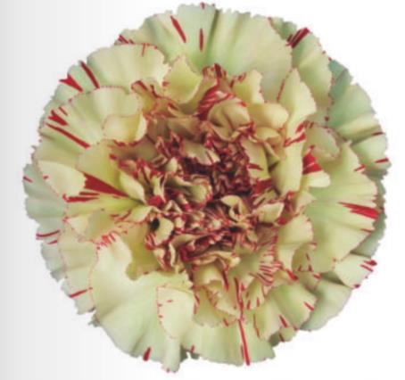 <h4>Di St Paoletto</h4>