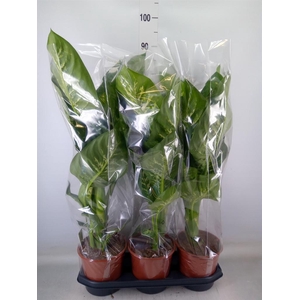 Dieffenbachia seg. 'Tropic Snow'