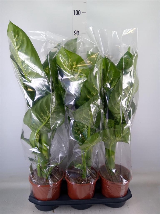 <h4>Dieffenbachia seg. 'Tropic Snow'</h4>