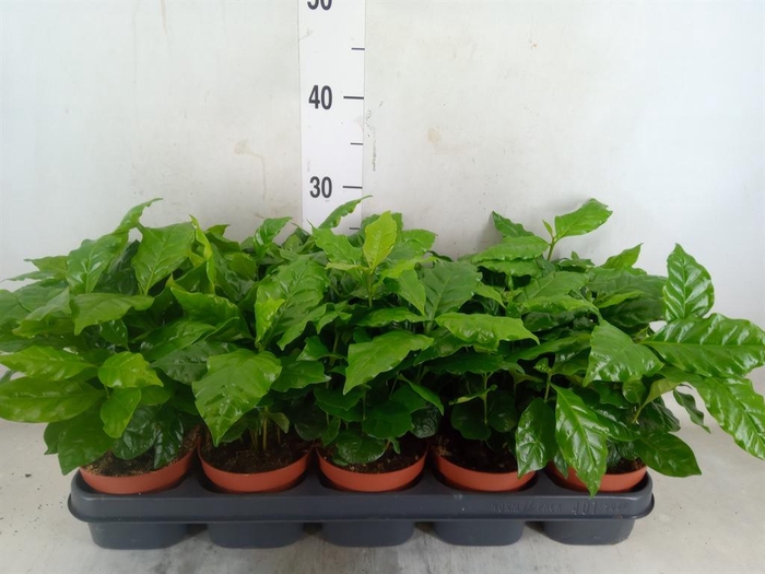 <h4>Coffea arabica</h4>