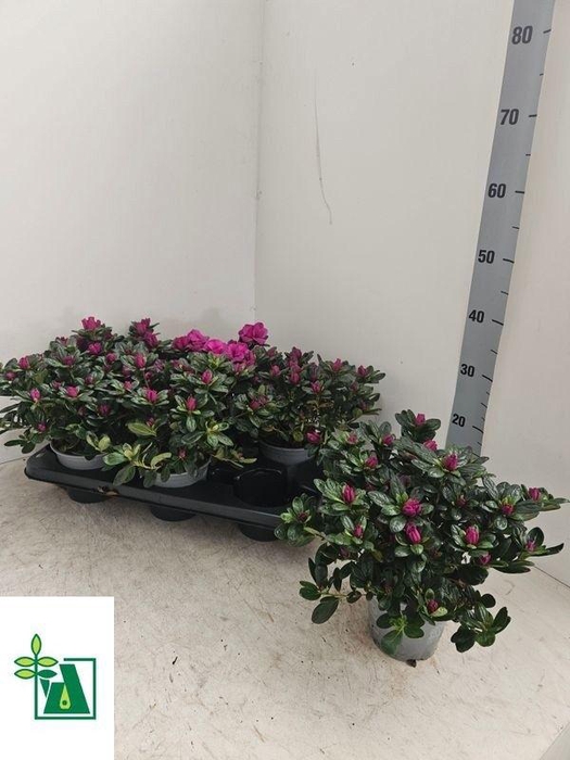 <h4>RHODO SI OSTALETT</h4>