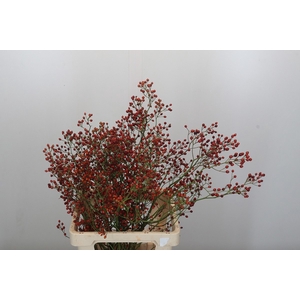 ROSA ROSEFRUIT TOPS