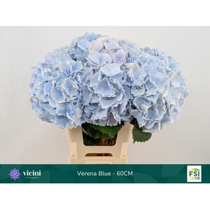 HYDR M CH VERENA BL