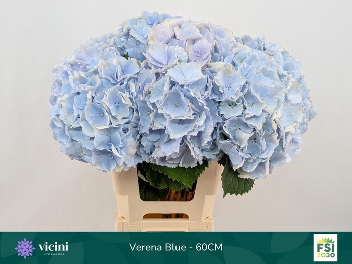 <h4>HYDR M CH VERENA BL</h4>