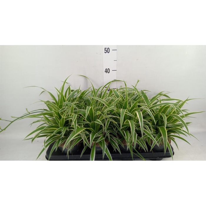 <h4>Chlorophytum com. 'Ocean'</h4>