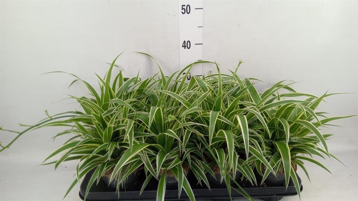 Chlorophytum com. 'Ocean'
