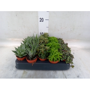 Planten  ..mix