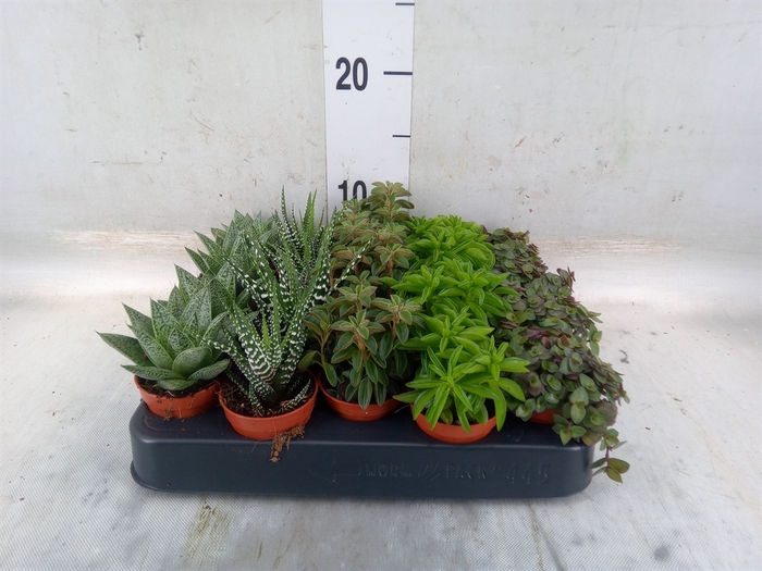 <h4>Planten  ..mix</h4>
