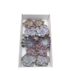 Echeveria Love Mix (Wincx) Cutfl (5 Spcs) Wincx-12cm