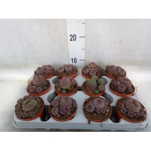 Rebutia muscula