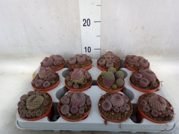<h4>Rebutia muscula</h4>