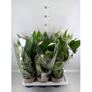 Spathiphyllum  'Diamond'