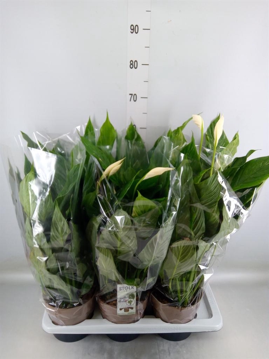 <h4>Spathiphyllum 'Diamond'</h4>