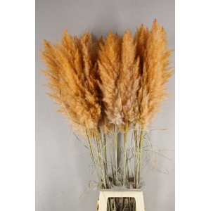 DF Pampas 115cm Orange