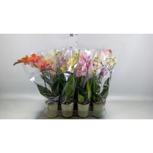Phalaenopsis   ...mix