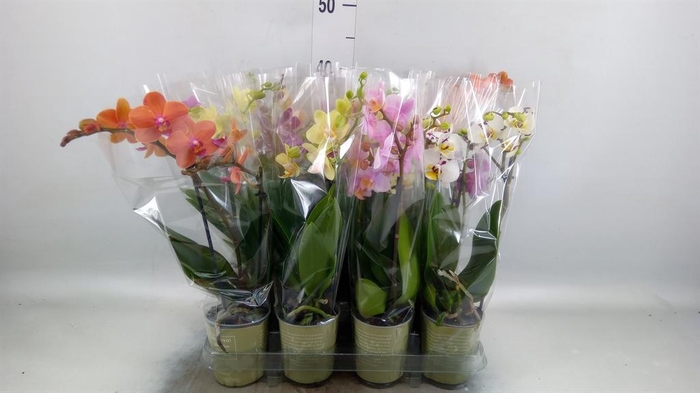 <h4>Phalaenopsis   ...mix</h4>