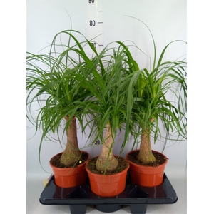 Beaucarnea recurvata