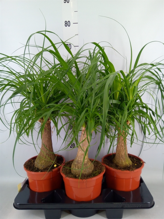 <h4>Beaucarnea recurvata</h4>