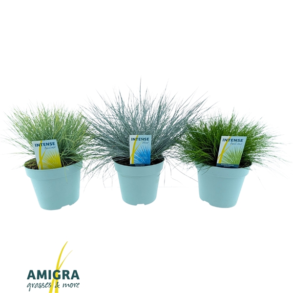 <h4>Siergrassen Mix 17cm</h4>