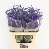 Delphinium El Jewel