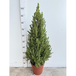 PICEA GL DECEMBER