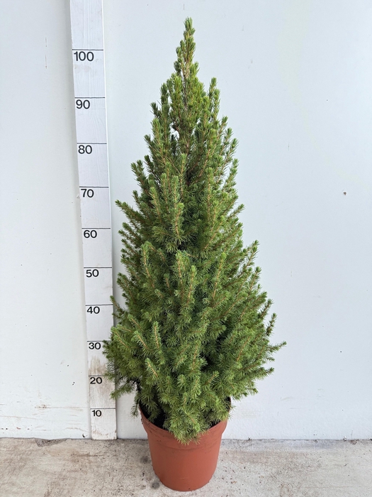 <h4>PICEA GL DECEMBER</h4>
