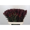 Leucadendron Saf Sunset Dark Red