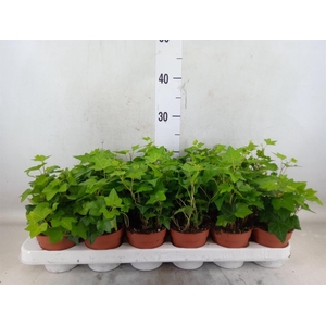 Hedera helix 'Pittsburgh'