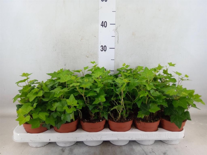 <h4>Hedera helix 'Pittsburgh'</h4>