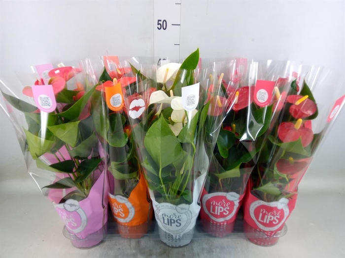 <h4>Anthurium ...mix</h4>