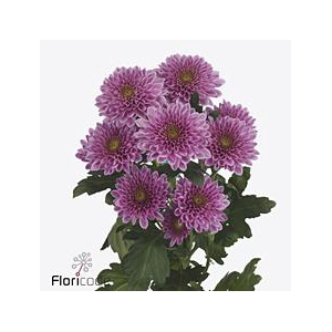 Chrys sp fabienne