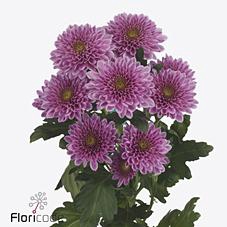 <h4>Chrys sp fabienne</h4>