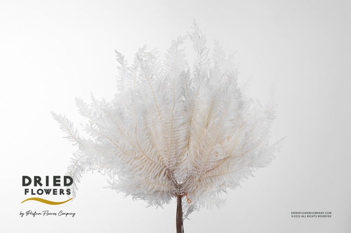 Dried Bleached Coral Leaf