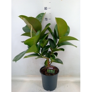 Ficus elastica 'Cloe'