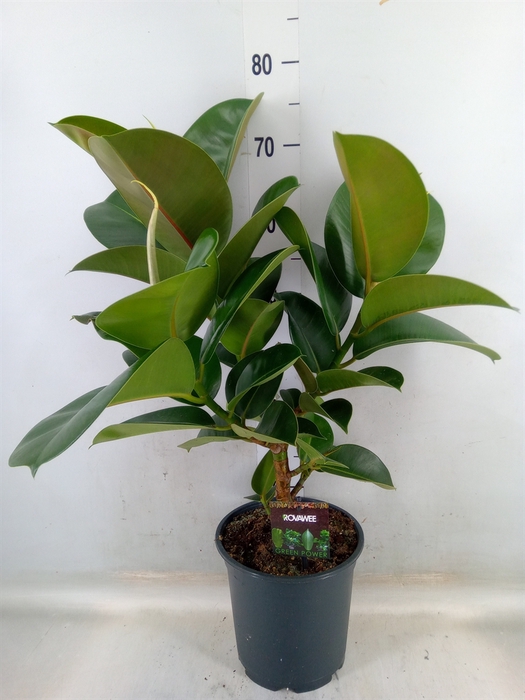 <h4>Ficus elastica 'Cloe'</h4>