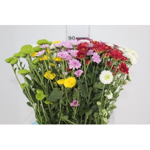CRISANTEMO SANTINI MISTO 080 CM