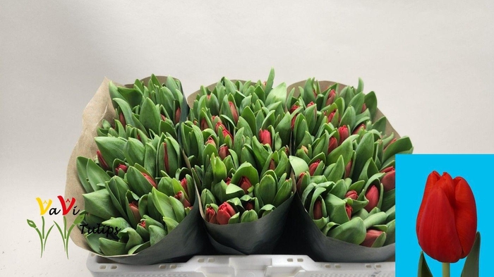 <h4>TU EN ESCAPE</h4>