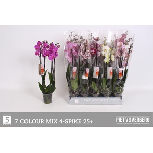 Phalaenopsis   ...mix  7