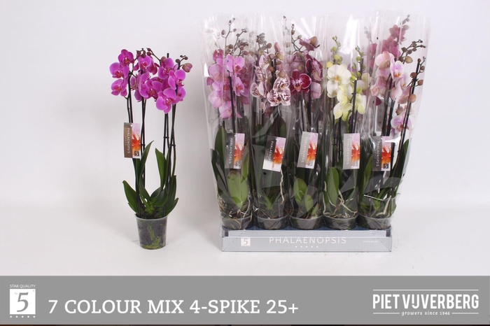 <h4>Phalaenopsis ...mix 7</h4>