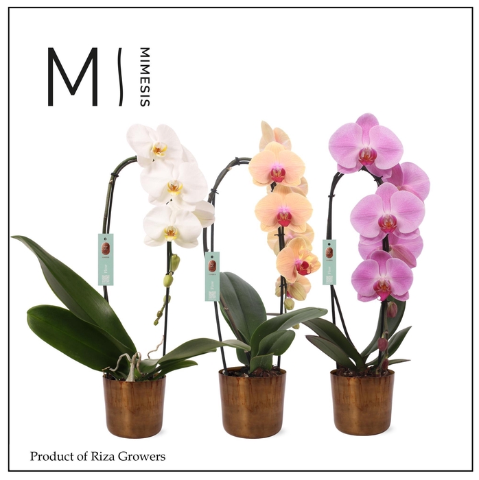 <h4>Phalaenopsis Flow Mix 1 spike - 12cm in Jess Old Camel | Mimesis</h4>