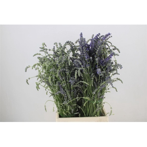Lavendel Fresh P Bunch