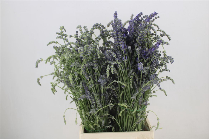 <h4>Lavendel Fresh P Bunch</h4>