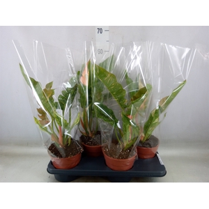 Philodendron  'Ring of Fire'