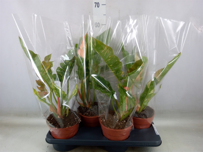 <h4>Philodendron  'Ring of Fire'</h4>