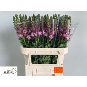ANTIR MARY LAVENDER