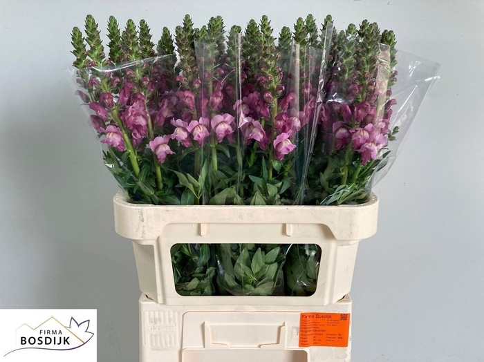 <h4>ANTIR MARY LAVENDER</h4>