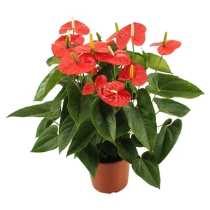 Anthurium XL.9 Jambo Red 24cm