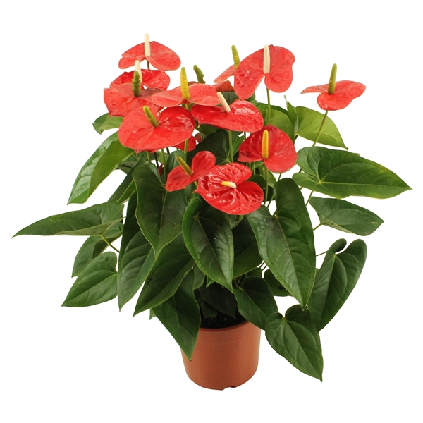 <h4>Anthurium XL.9 Jambo Red 24cm</h4>